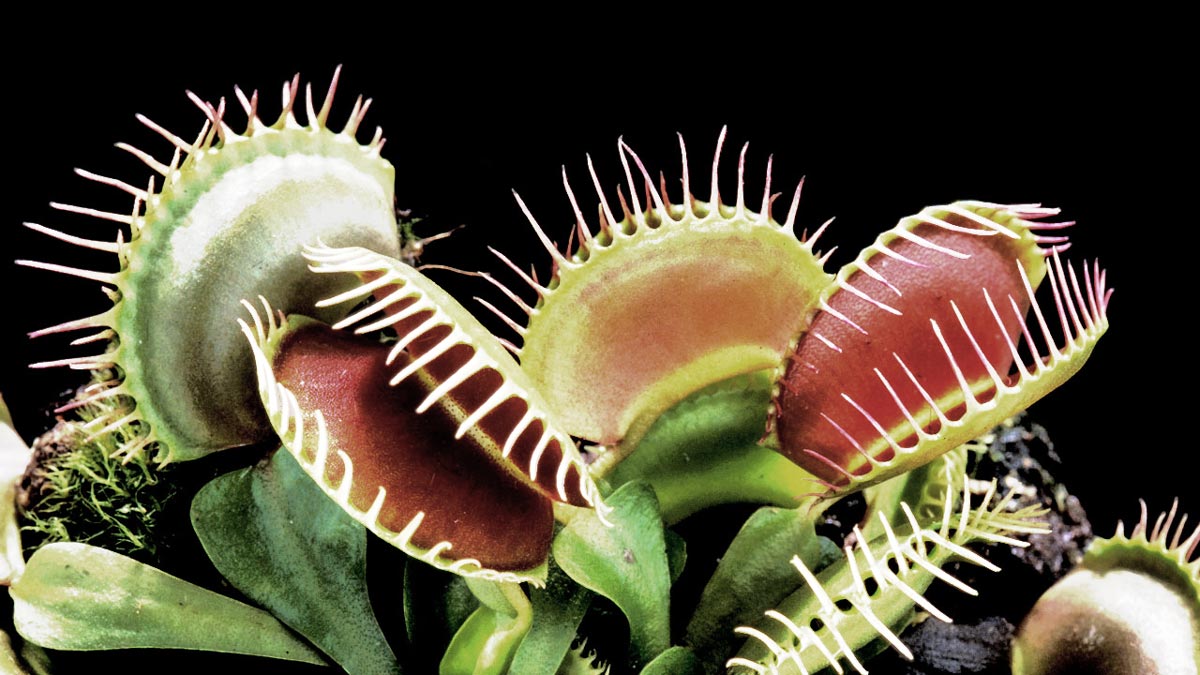 dionaea muscipula